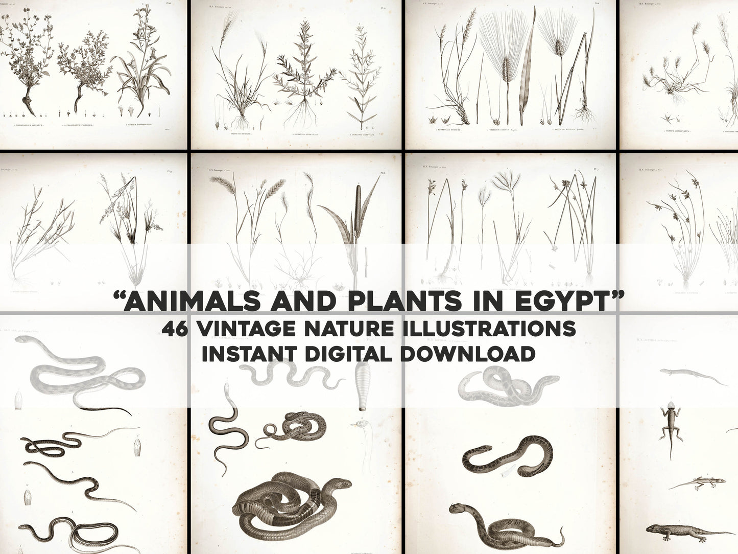 Animals & Plants in Egypt [46 Images]