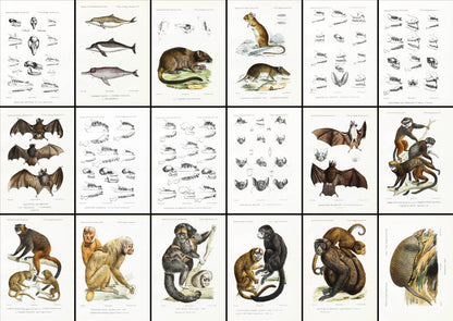 New or Rare Animals Collected in the Central parts of South America [38 Images]
