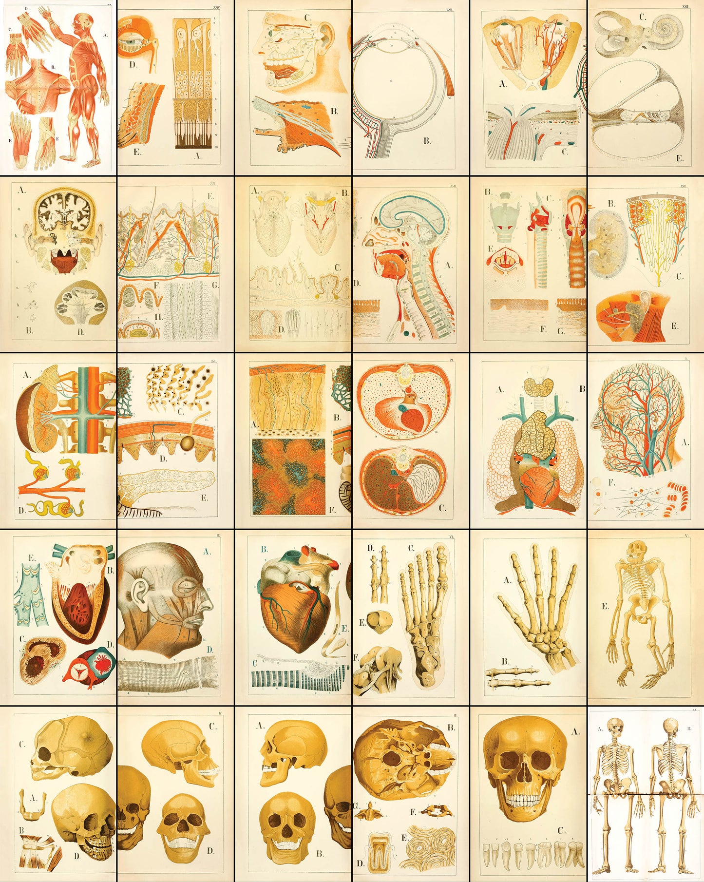 Atlas of Anatomy [30 Images]