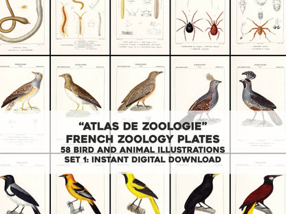Atlas of Zoology of New or Little Known Animals Set 1 [58 Images]