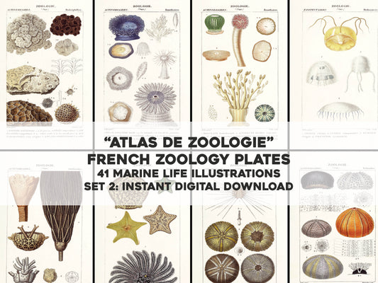 Atlas of Zoology of New or Little Known Animals Set 2 [41 Images]