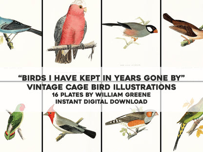 Birds I Have Kept in Years Gone By [16 Images]