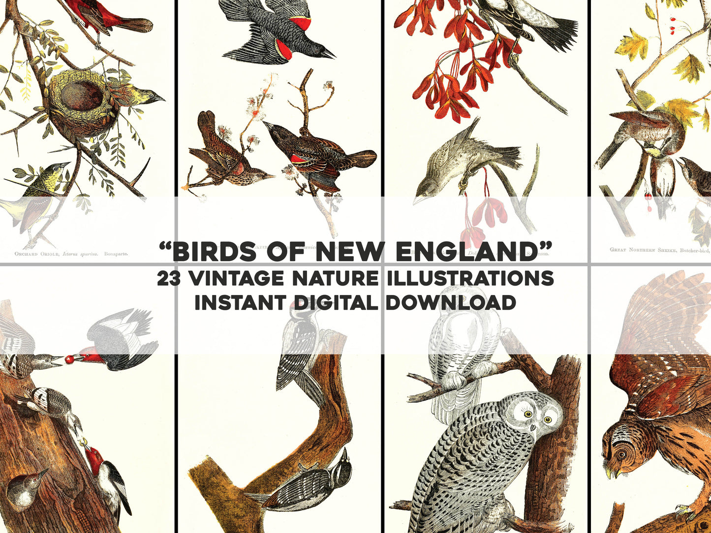 The Birds of New England [23 Images]