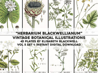 Herbarium Blackwellianum Set 5 [45 Images]