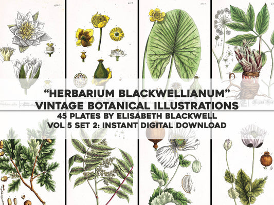 Herbarium Blackwellianum Set 6 [45 Images]