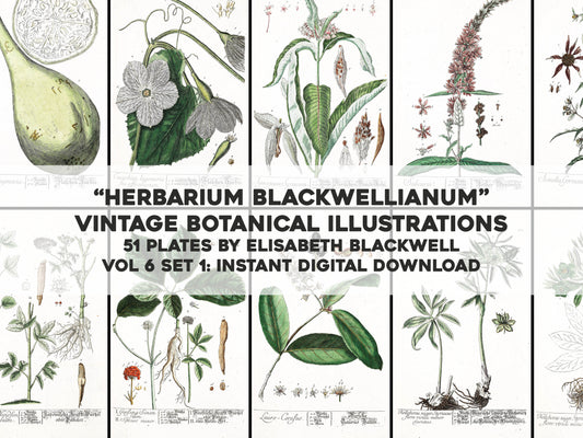 Herbarium Blackwellianum Set 7 [51 Images]