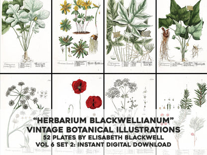 Herbarium Blackwellianum Set 8 [52 Images]