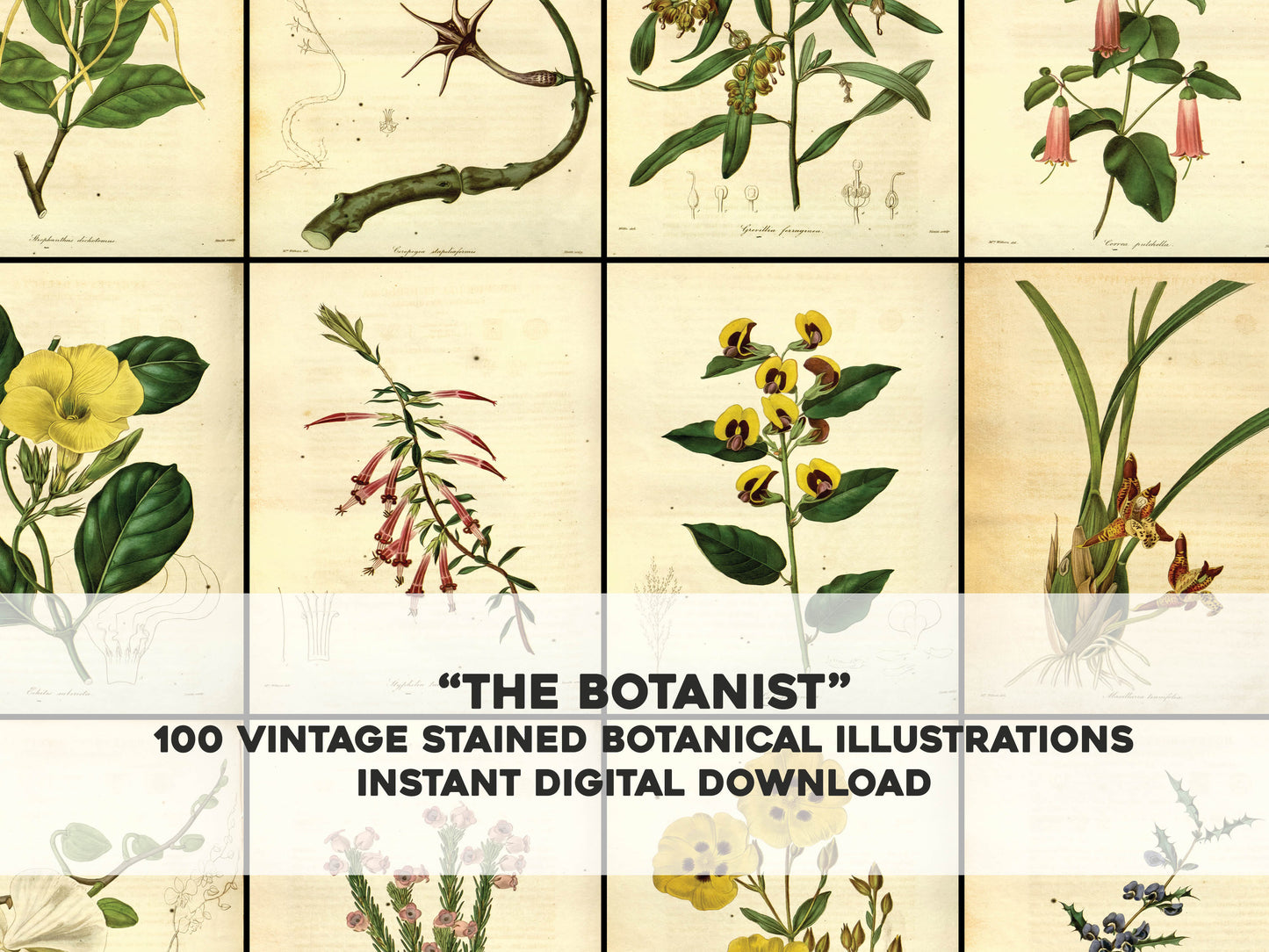 The Botanist [100 Images]