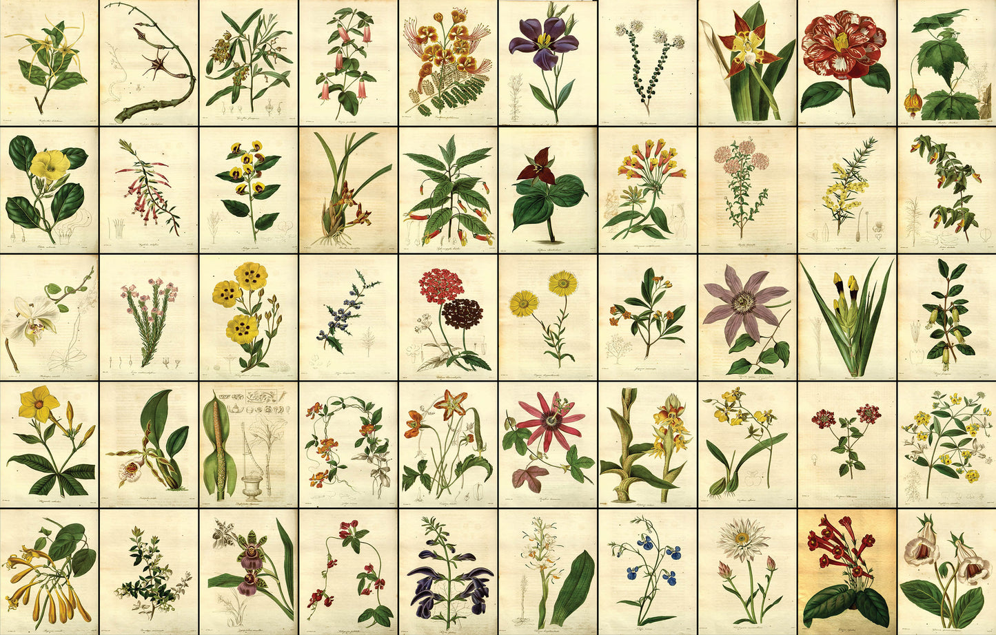 The Botanist [100 Images]