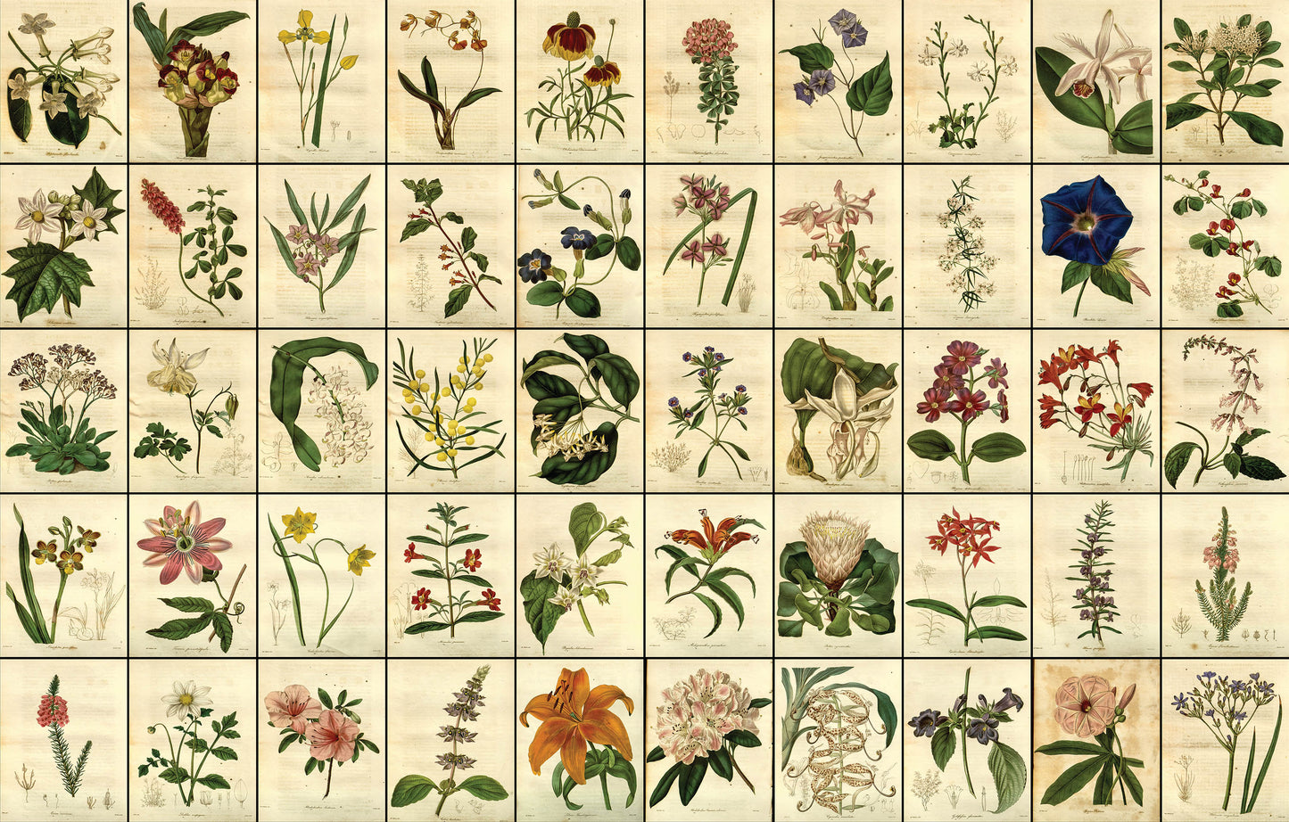 The Botanist [100 Images]