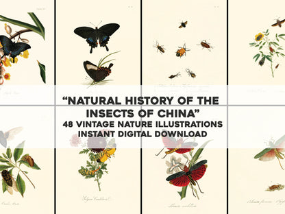 Natural History of Insects in China [48 Images]