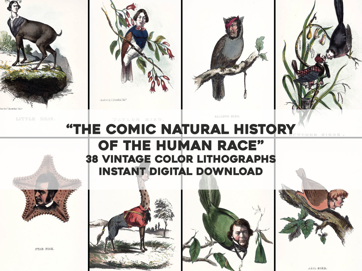 The Comic Natural History [38 Images]