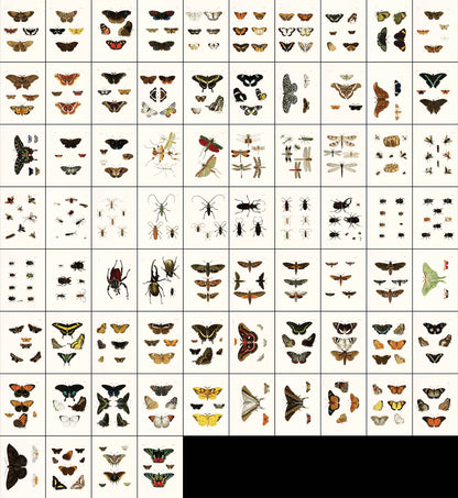 Exotic Entomology Set 1 [74 Images]