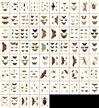 Exotic Entomology Set 2 [75 Images]