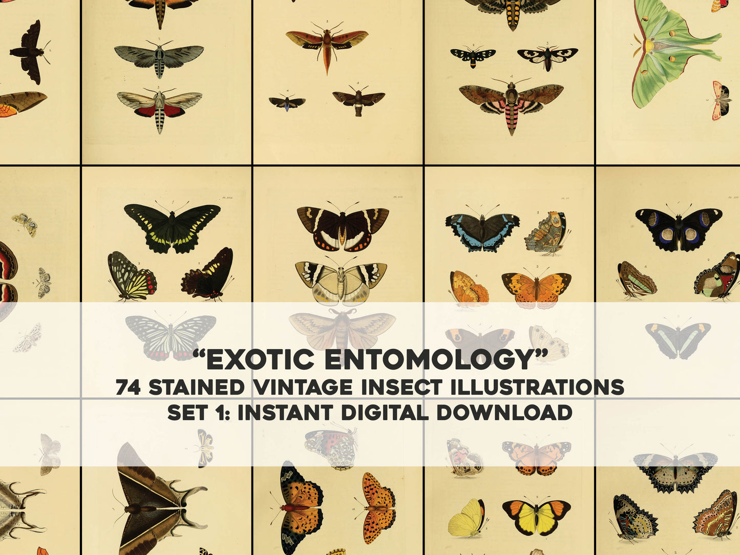 Exotic Entomology Stained Set 1 [74 Images]