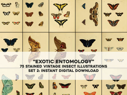 Exotic Entomology Stained Set 2 [75 Images]