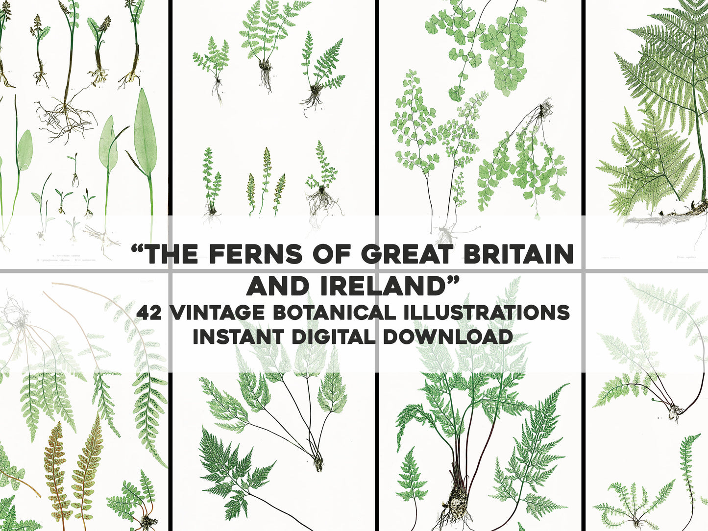 Ferns of Great Britain and Ireland [42 Images]
