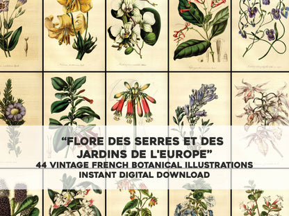 Flora of the Gardens and Greenhouses of Europe [44 Images]
