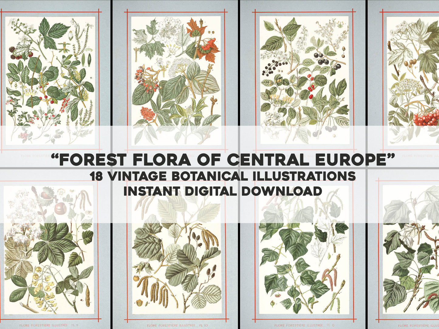 Forest Flora of Central Europe [18 Images]