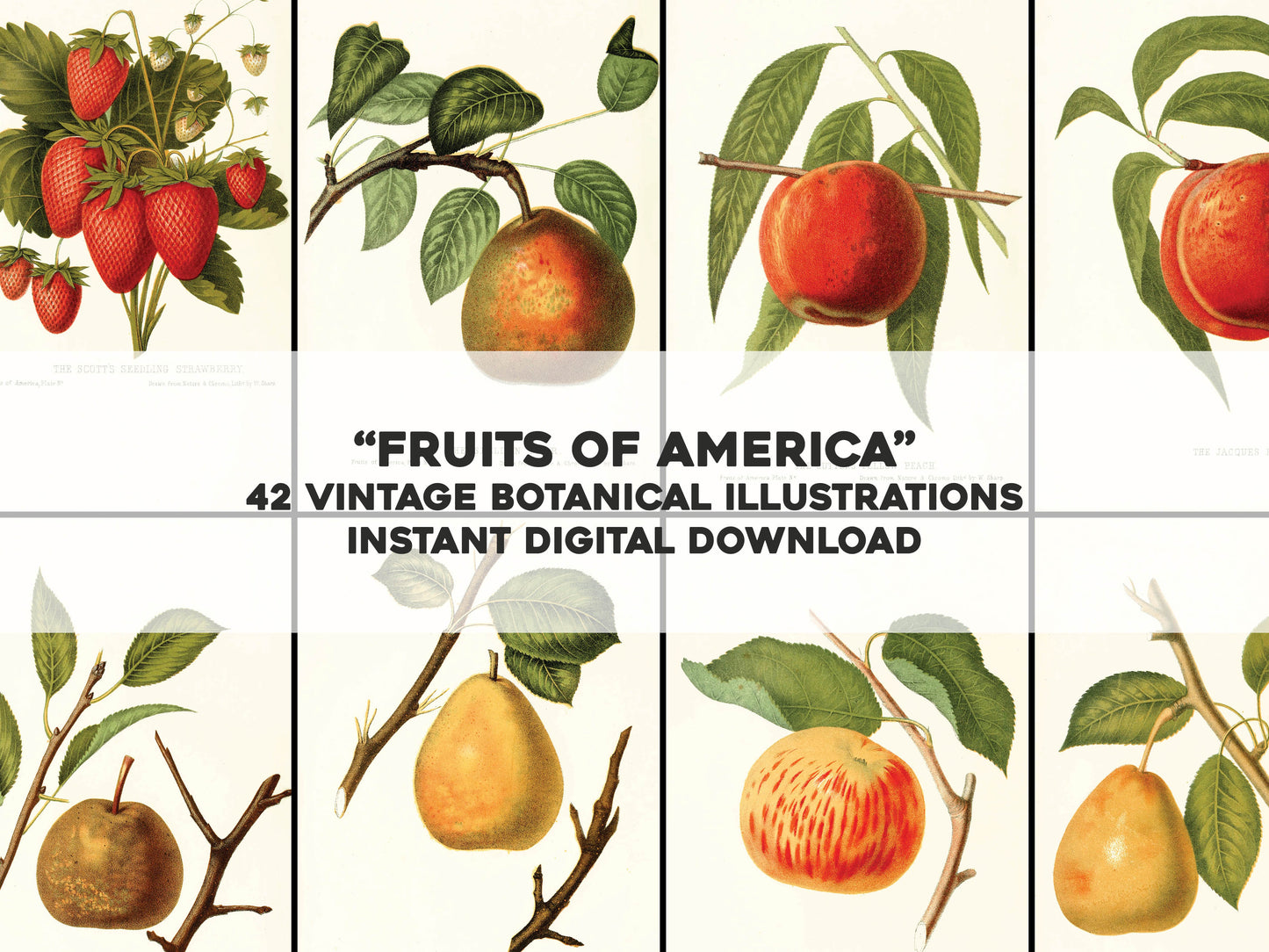 Fruits of America [42 Images]