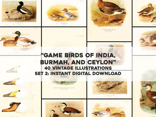 The Game-Birds of India, Burma, and Ceylon Set 2 [40 Images]