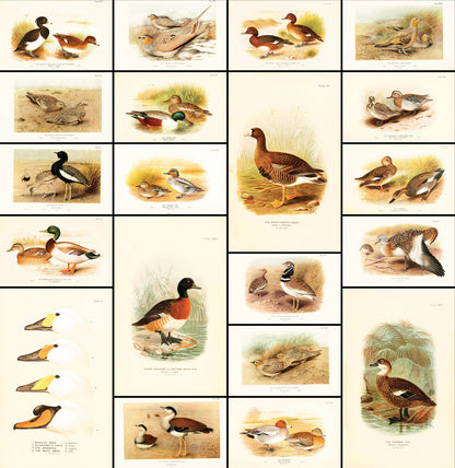The Game-Birds of India, Burma, and Ceylon Set 2 [40 Images]