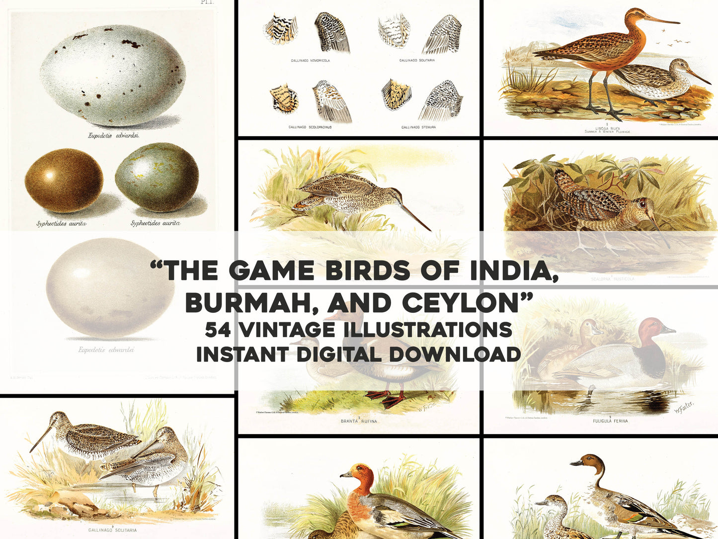 The Game-Birds of India, Burma, and Ceylon Set 1 [54 Images]