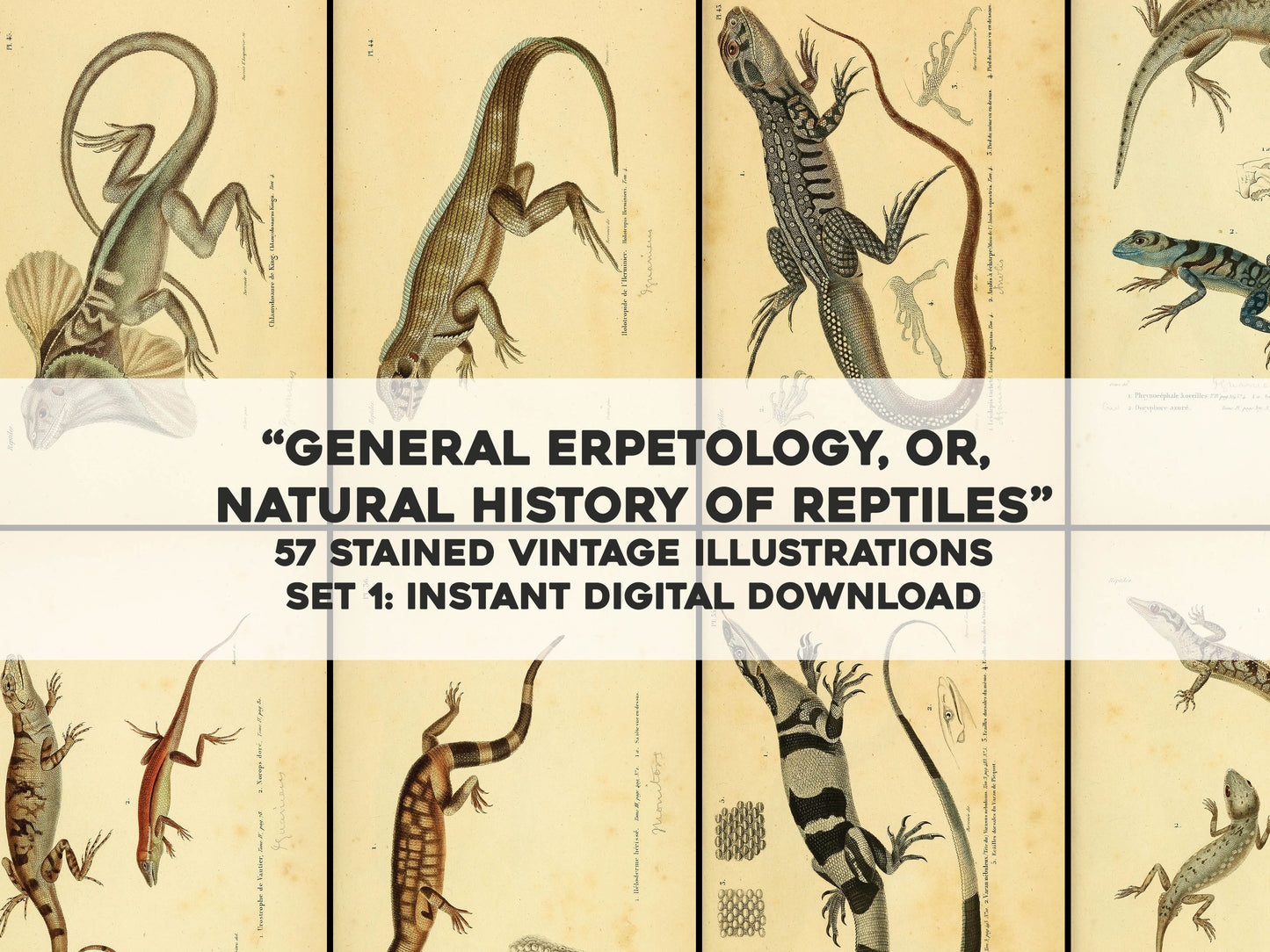 General Herpetology Natural History of Reptiles Yellow Set 1 [57 Images]