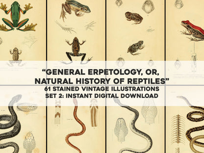 General Herpetology Natural History of Reptiles Yellow Set 2 [61 Images]