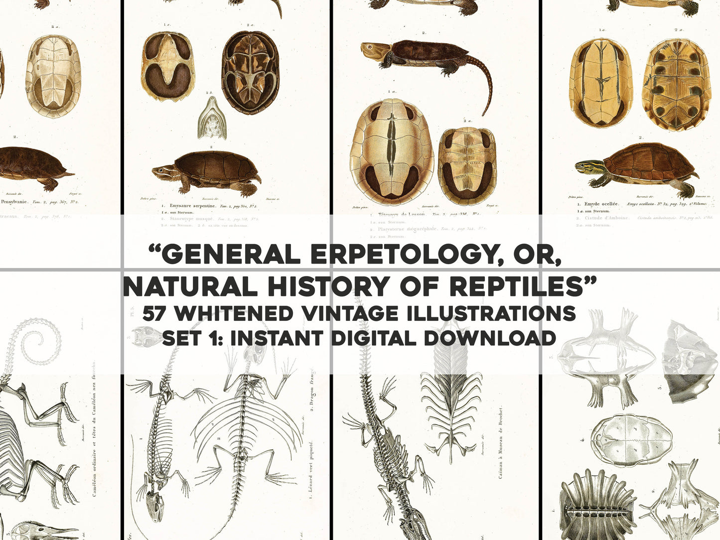 General Herpetology Natural History of Reptiles Whitened Set 1 [57 Images]