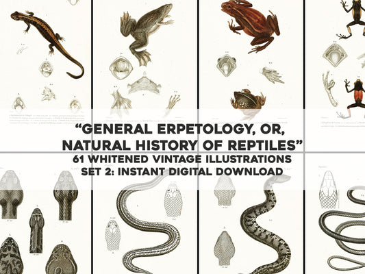 General Herpetology Natural History of Reptiles Whitened Set 2 [61 Images]