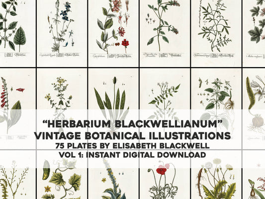 Herbarium Blackwellianum Set 1 [75 Images]