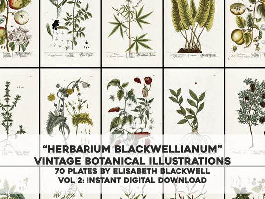 Herbarium Blackwellianum Set 2 [70 Images]