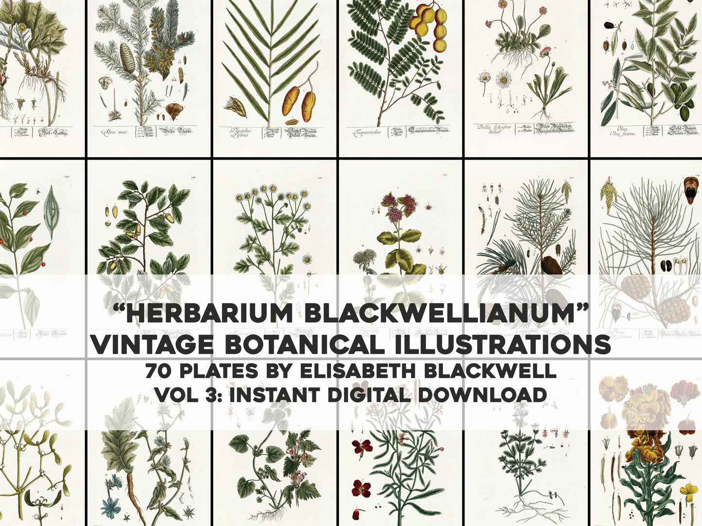 Herbarium Blackwellianum Set 3 [70 Images]