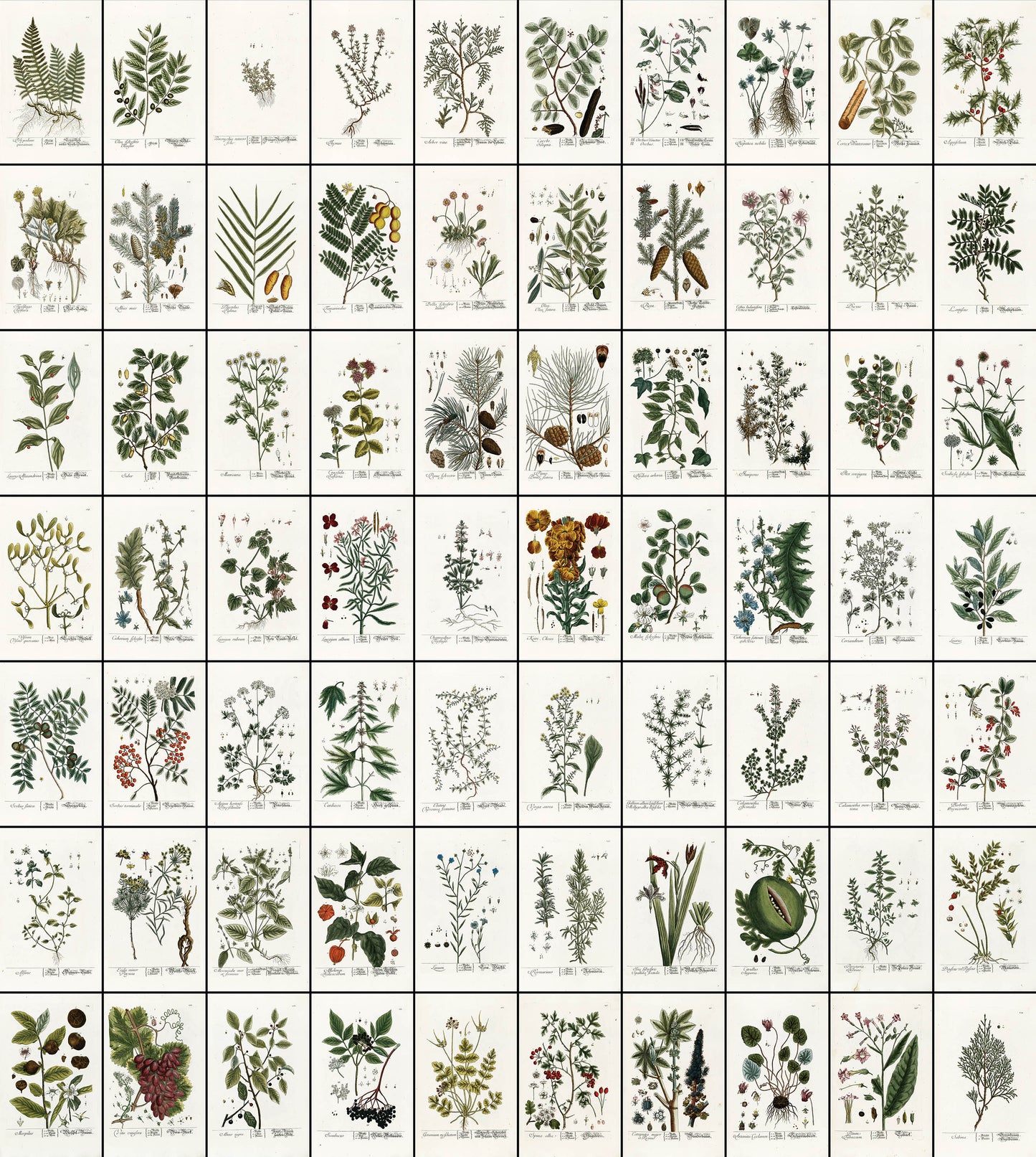 Herbarium Blackwellianum Set 3 [70 Images]