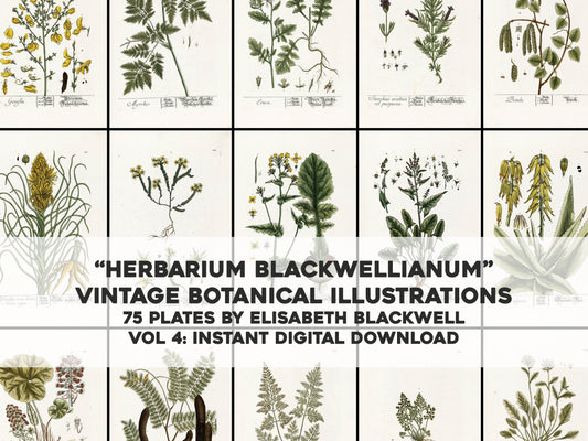 Herbarium Blackwellianum Set 4 [75 Images]