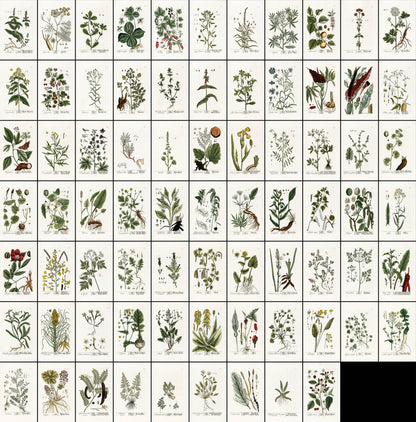Herbarium Blackwellianum Set 4 [75 Images]