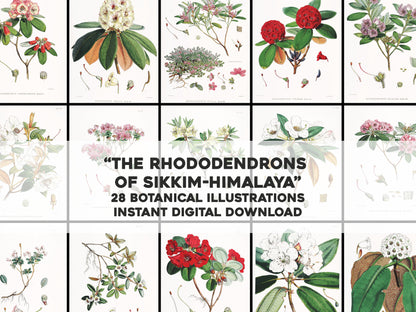 Himalayan Rhododendrons [28 Images]