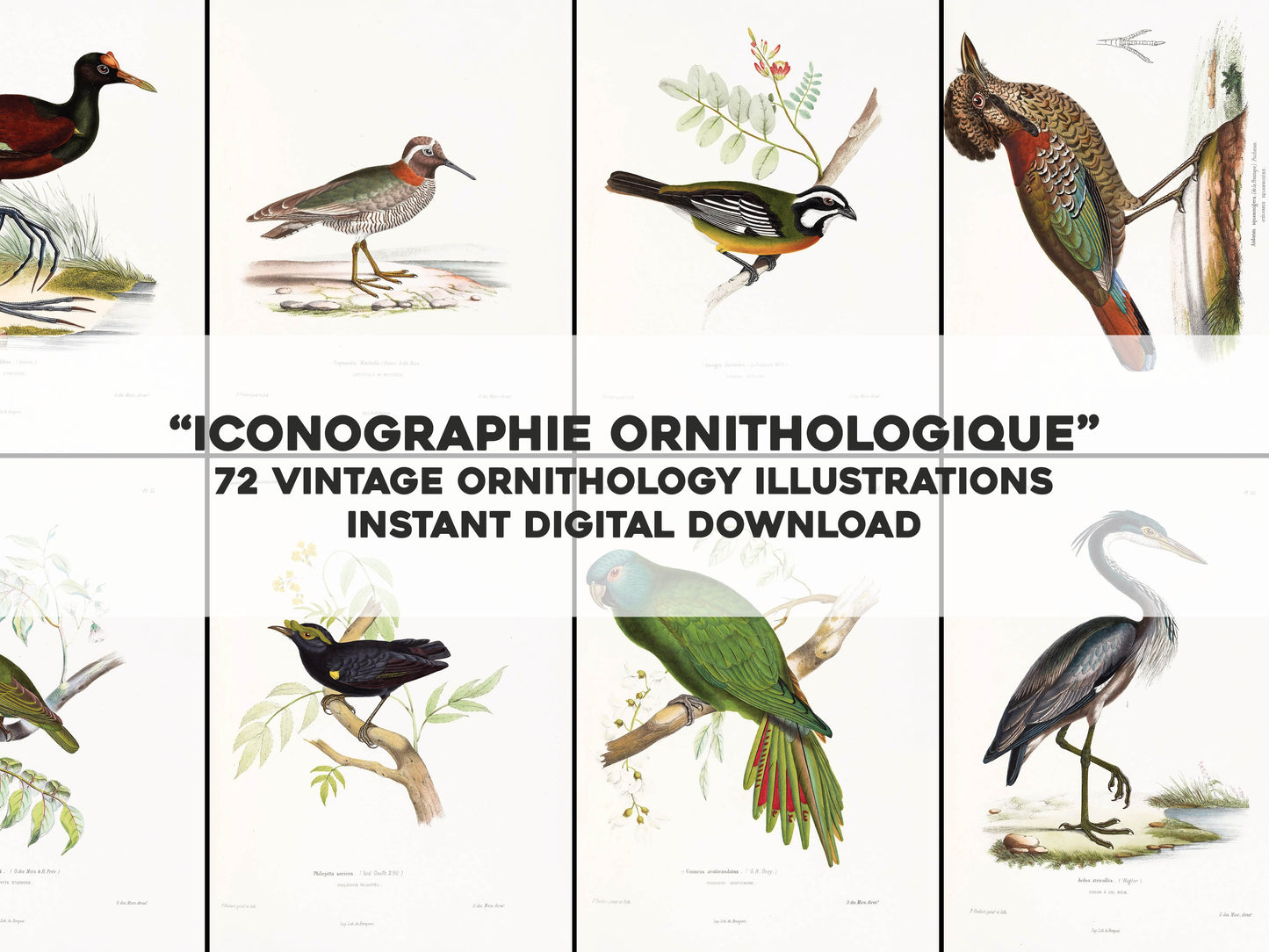 Iconographie Ornithologique [72 Images]