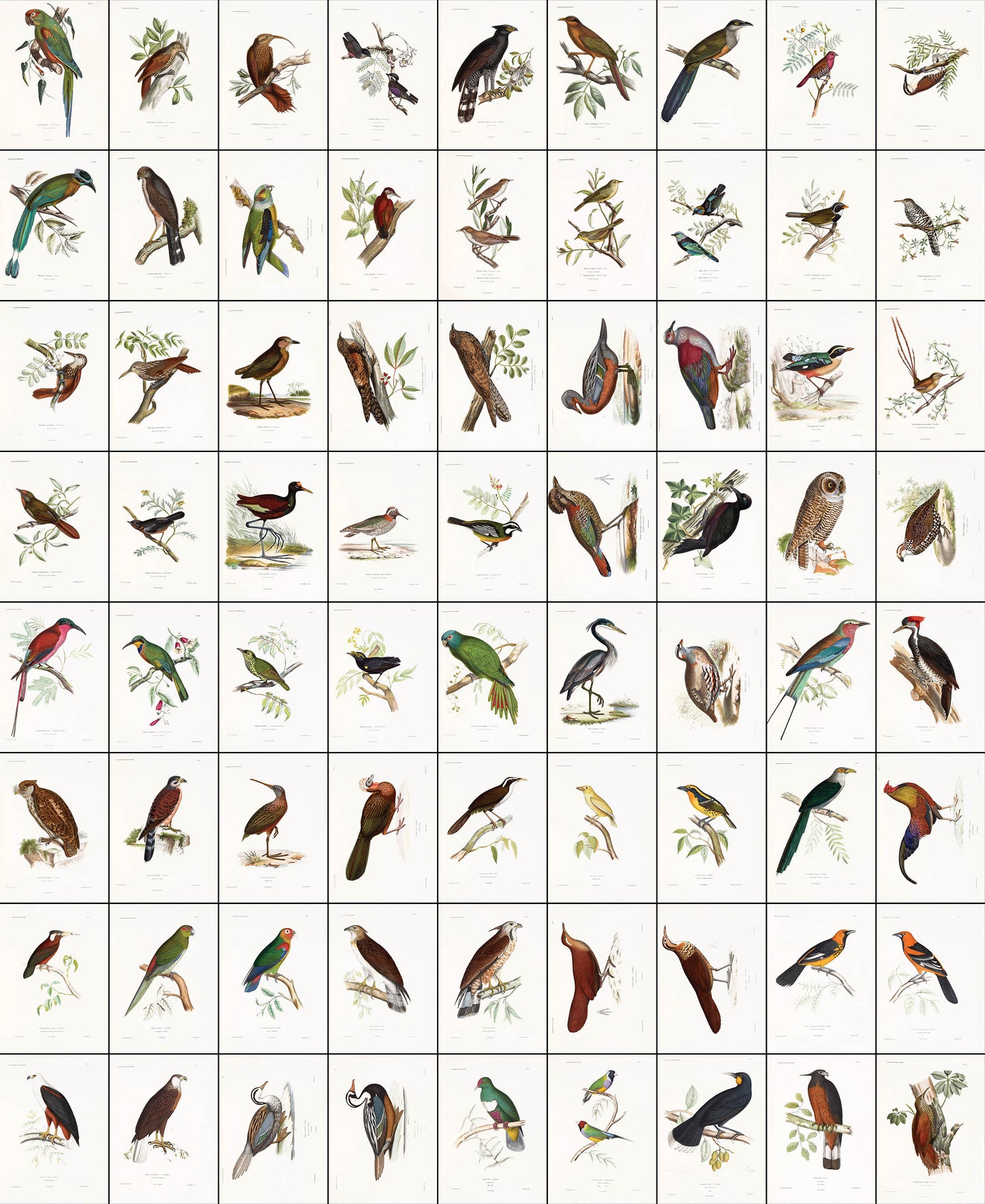 Iconographie Ornithologique [72 Images]