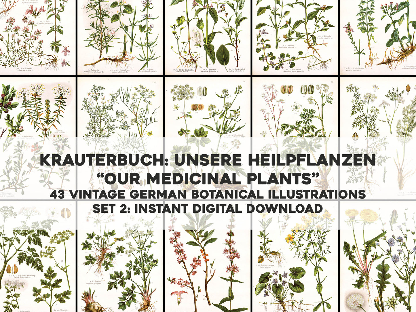 German Herbal Book Medicinal Plants Set 2 [43 Images]