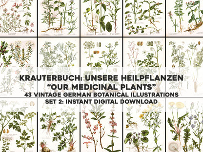 German Herbal Book Medicinal Plants Set 2 [43 Images]