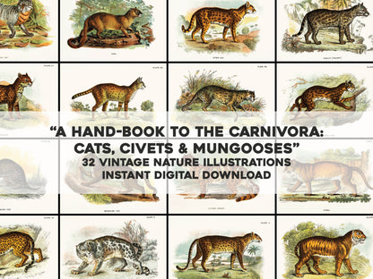 A Handbook to the Carnivora [32 Images]