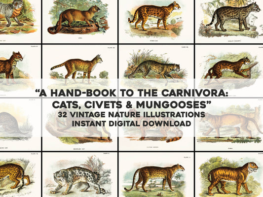 A Handbook to the Carnivora [32 Images]