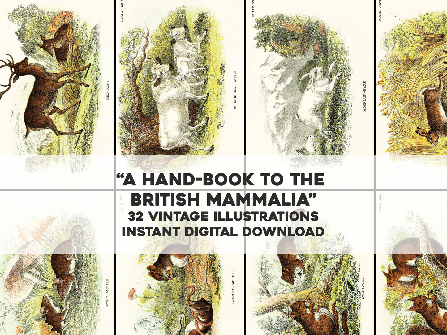 A Handbook to British Mammalia [32 Images]