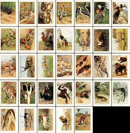 Wildlife of the World Set 1 [33 Images]