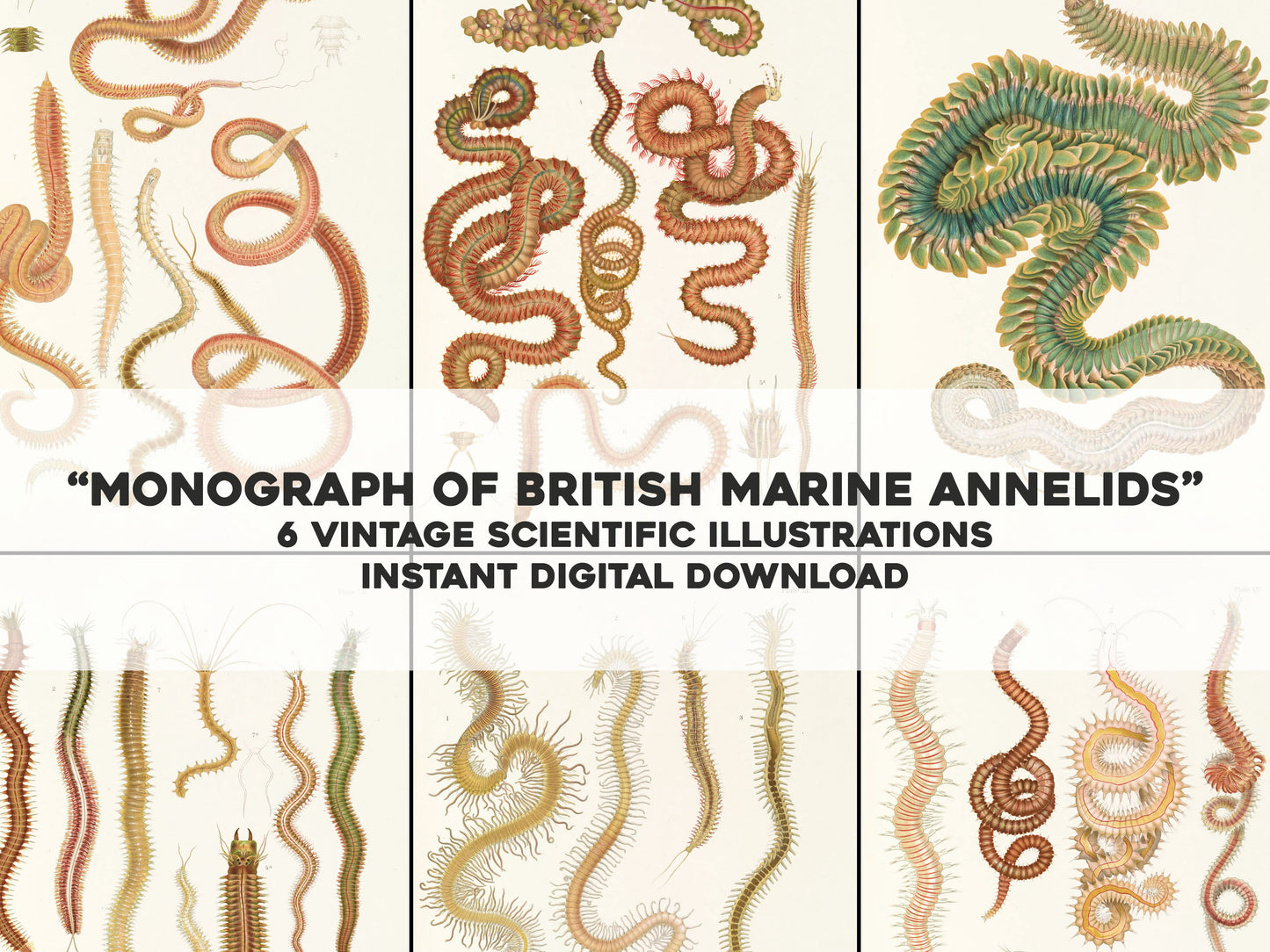 Monograph of the British Marine Annelids [6 Images]