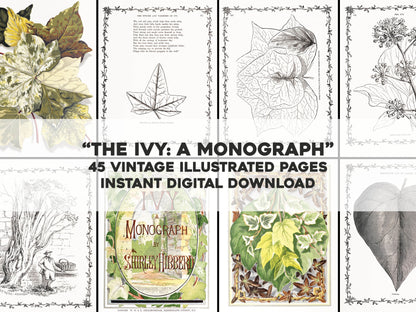 The Ivy: A Monograph [45 Images]