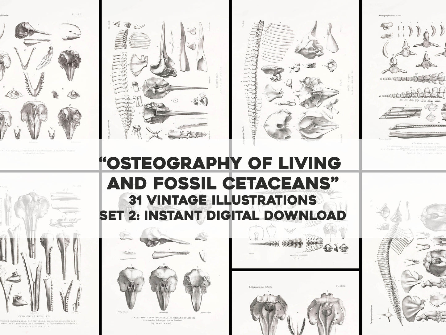 Osteography of Living and Fossil Cetaceans Set 2 [31 Images]