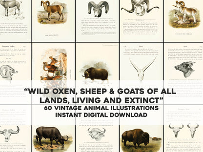 Wild Oxen, Sheep and Goats of All Lands Living and Extinct [30 Images]